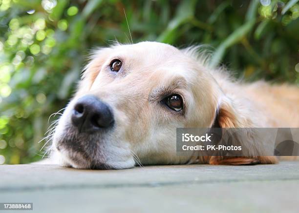 Descansar Golden Retriever - Fotografias de stock e mais imagens de Amizade - Amizade, Animal, Animal Doméstico