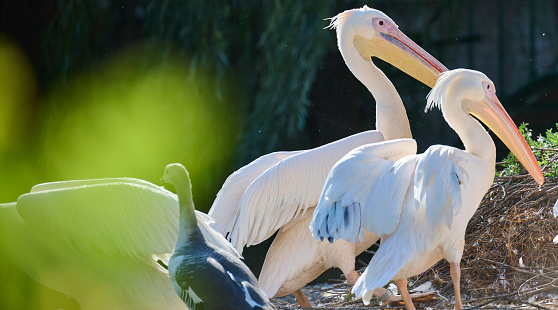 A flock of white pelicans on a pond on an autumn day