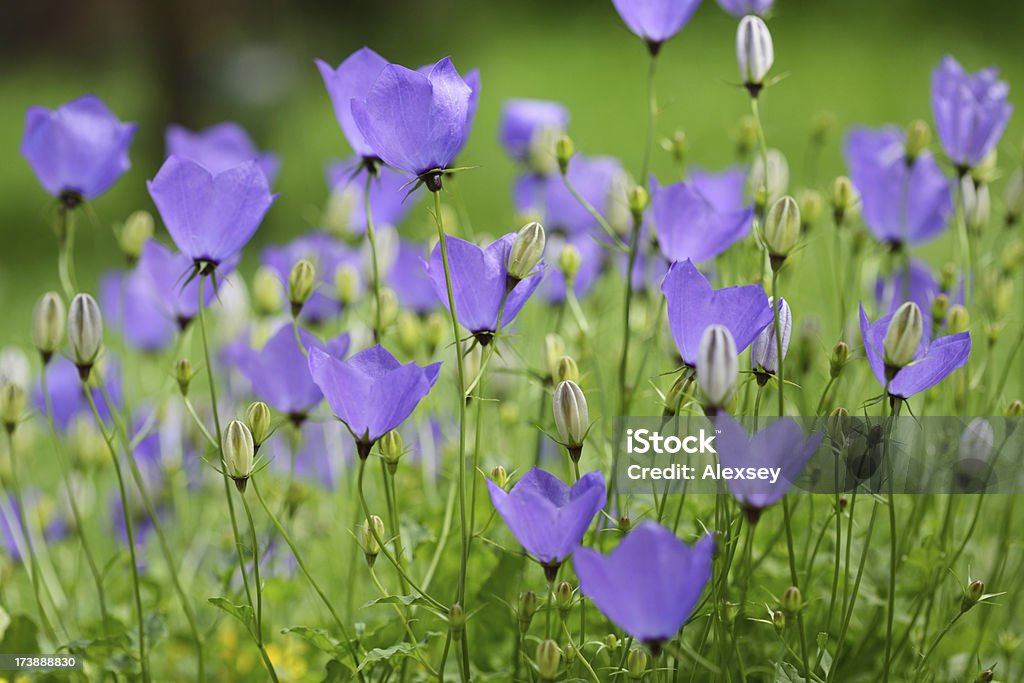 Campainha de flores azuis - Royalty-free Azul Foto de stock