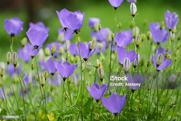 Campainha De Flores Azuis - Fotografias de stock e mais imagens de Azul - Azul, Beleza natural, Botânica - Ciência de plantas