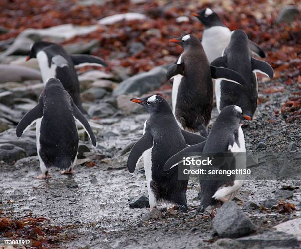 Gentoo Na Lądzie - zdjęcia stockowe i więcej obrazów Antarktyda - Antarktyda, Bez ludzi, Dzikie zwierzęta