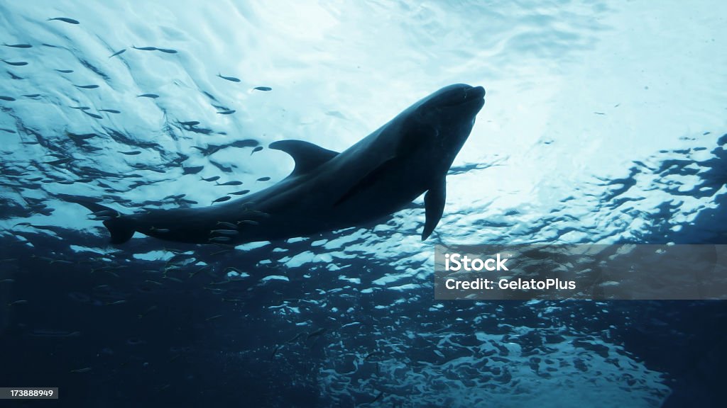 Swimmingpool Delfin - Lizenzfrei Blau Stock-Foto