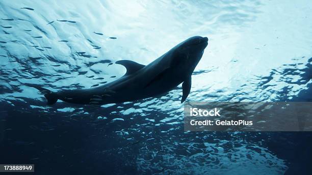 Swimmingpool Delfin Stockfoto und mehr Bilder von Blau - Blau, Delfin, Fotografie