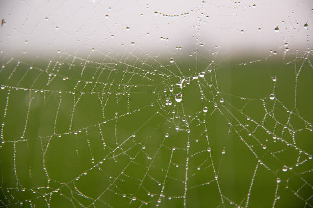 istock Rain, dew, spiderweb, droplet, plant, nature. 1738895114