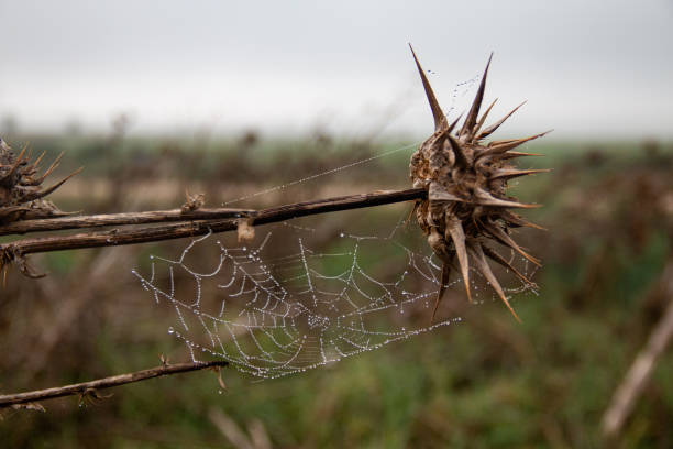 Rain, dew, spiderweb, droplet, plant, nature.
