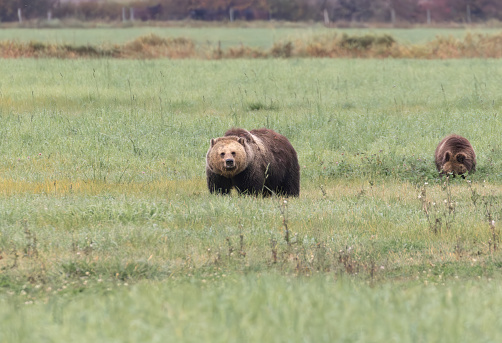 A large female grizzly and one of her cubs in a farmers field.