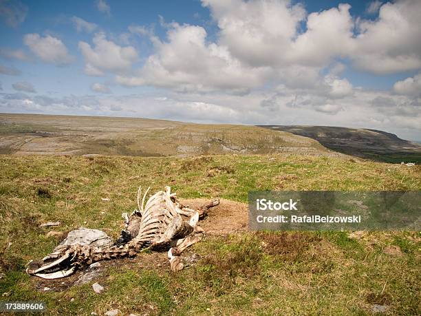 Esqueleto Vaca - Fotografias de stock e mais imagens de Esqueleto de animal - Esqueleto de animal, Gado doméstico, Montanha