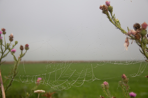 Beautiful cobweb with dew drops on grass in morning