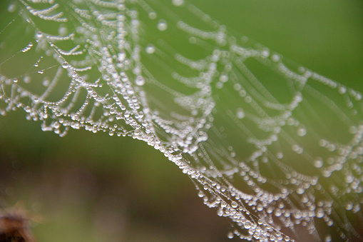 Rain, dew, spiderweb, droplet, plant, nature.