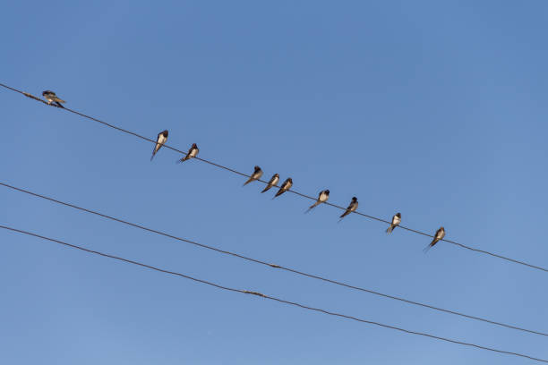 istock Birds Swallows sit on power wires 1738900241