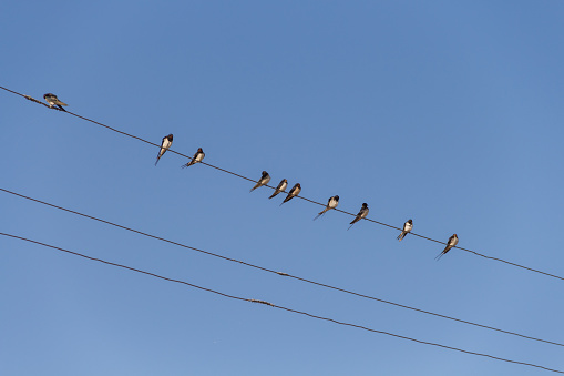 Birds Swallows sit on power wires