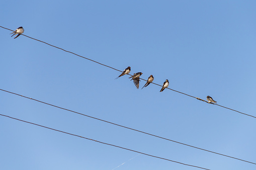Birds Swallows sit on power wires