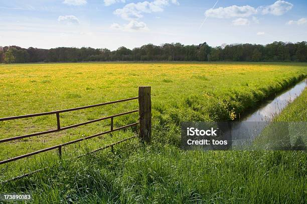 Photo libre de droit de Vert Pâturage Avec Dandelions Xxl banque d'images et plus d'images libres de droit de Pâturage - Pâturage, Ruisseau, Agriculture