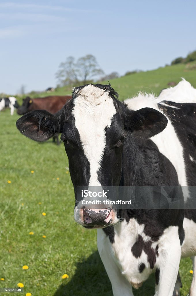 Vaca única - Foto de stock de Cerca de libre de derechos