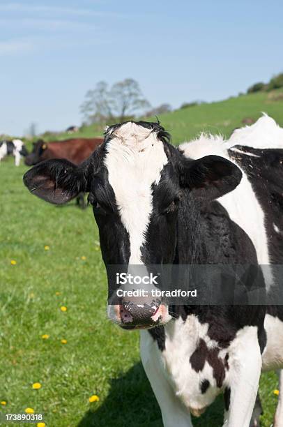 Vaca Única Foto de stock y más banco de imágenes de Cerca de - Cerca de, Ganado lechero, Agricultura