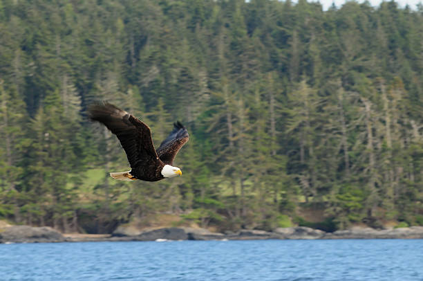 bald eagle flying stock photo