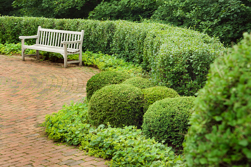 Tui decorative planting in row in recreation urban area with empty wooden bench on tiled floor outdoor