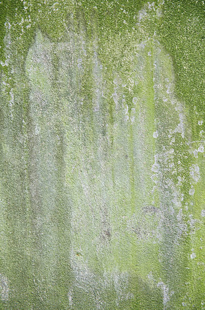 istock Textured Concrete Wall w Green Moss 173890508