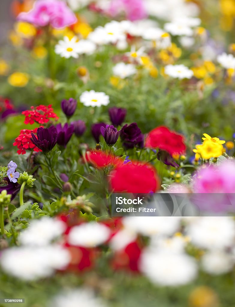 Casco di diversi fiori - Foto stock royalty-free di Aiuola