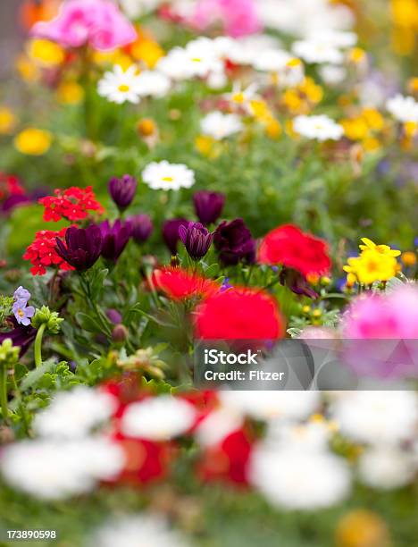 Foto de Monte De Diferentes De Flores e mais fotos de stock de Arranjo de Flores - Arranjo de Flores, Beleza natural - Natureza, Canteiro de Flores