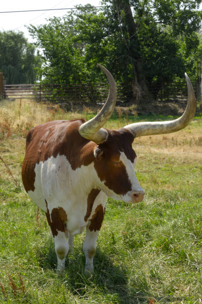 istock Texas Longhorn Bull on the grass 173890679