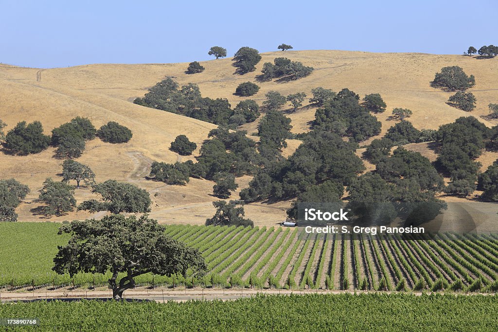 Paesaggio paese del vino - Foto stock royalty-free di Agricoltura
