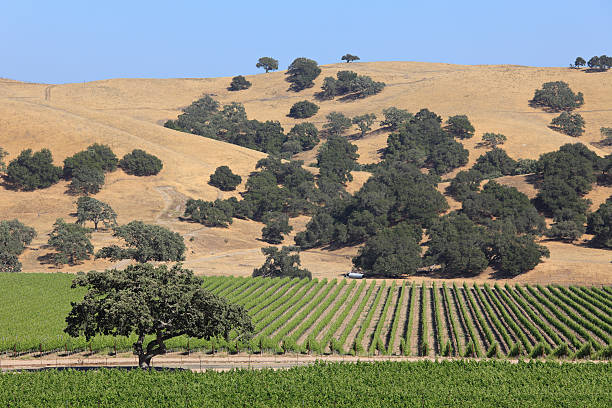 istock Wine Country Landscape 173890768