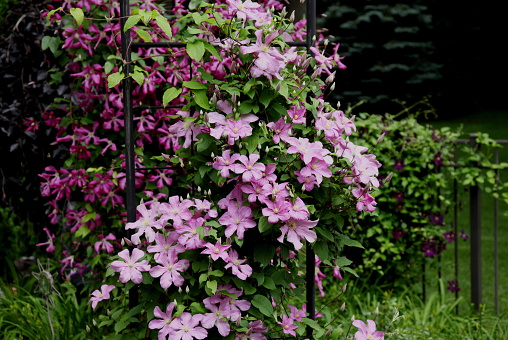 Beautiful blue curly clematis flowers. City Botanical Garden