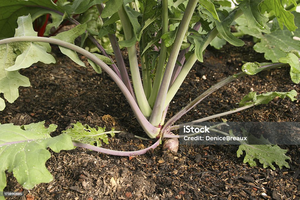 Organic Kale Plant Don't panic--it's organic!  Kale plant with plenty of aphids and white flies in evidence Aphid Stock Photo