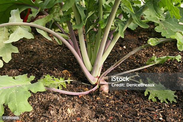 Organic Kale Plant Stock Photo - Download Image Now - Aphid, Scale Insect, Crucifers