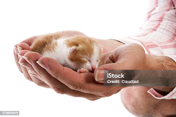 Recién Nacido Mascota Foto de stock y más banco de imágenes de Acostado - Acostado, Adulto, Agarrar