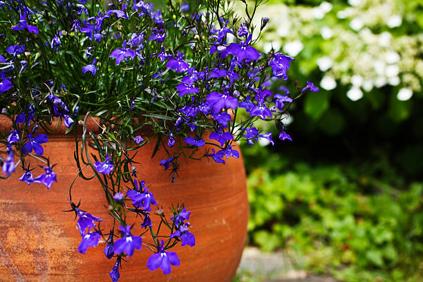 Blue lobelia in a terracotta pot.