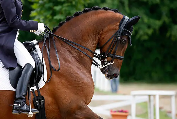 A close-up of beautiful dressage horse during the dressage test. You can see the perfect traditional harmony between the rider and the horse. The horse expressions showing concentration. Very nice details on the rein and riding tack. Canon Eos MarkIII. Please take a look at my other horse photos in my gallery!My other dressage photos: