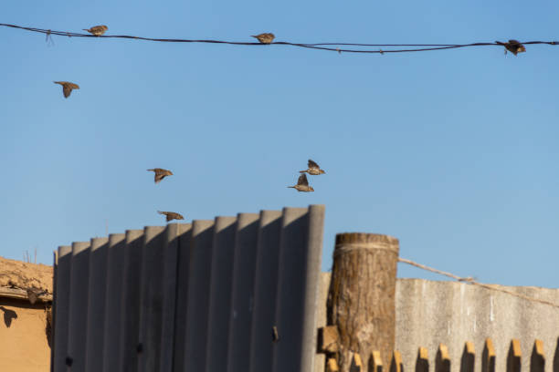 istock Birds sparrows flying and sitting on power wires 1738910952