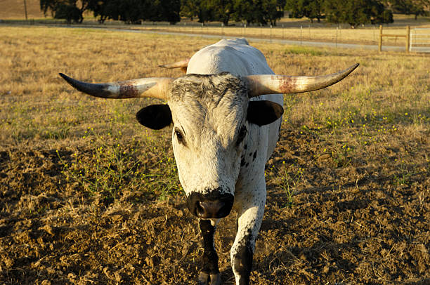 1 つの充電テキサスロングホーンブル - texas longhorn cattle horned bull long ストックフォトと画像