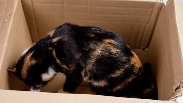 Placing a calico kitten with tortoiseshell fur in a cardboard box close up. Little domestic young cat