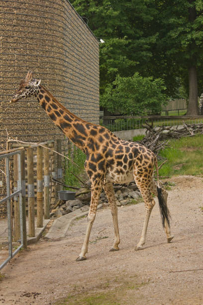 istock giraffe in the zoo 1738913142