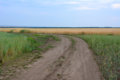 dusty road with wheat field and cloudy sky copy space