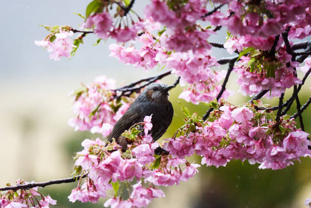 istock Bulbul flying around in the rain 1738916672