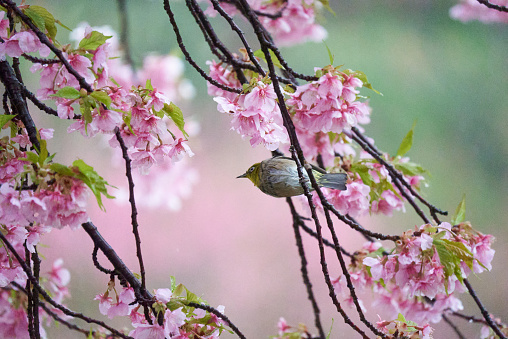 A white-eye looks for nectar from Kawazu cherry blossoms while getting wet.