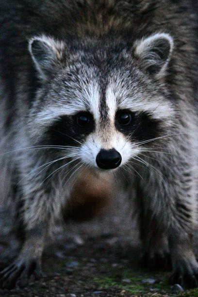 Funny curious cornered raccoon