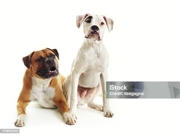 Foto de Cães e mais fotos de stock de Boxer - Cachorro - Boxer - Cachorro, Fundo Branco, Amizade