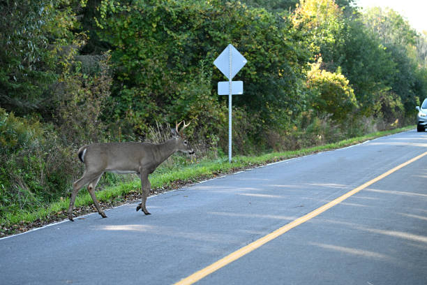 istock White Tailed Deer buck on road 1738922260