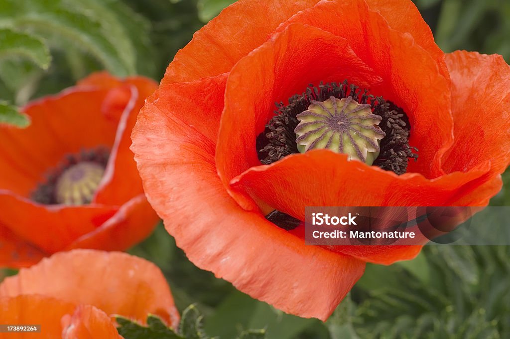 Papavero orientale nel giardino pubblico (Papaver orientale - Foto stock royalty-free di Ambientazione esterna