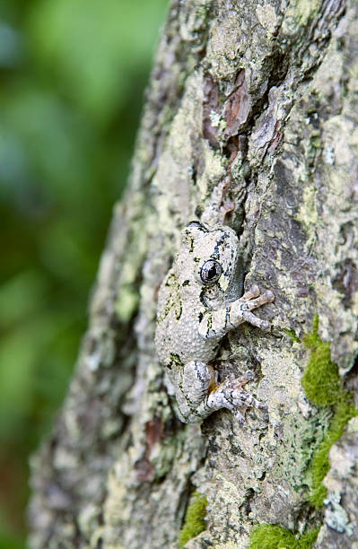 camouflaged raganella grigia - raganella grigia orientale foto e immagini stock