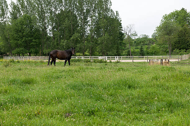 istock Brown Horse grazing 173892401