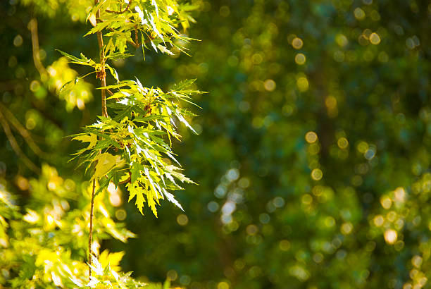 Albero verde su una giornata di sole - foto stock