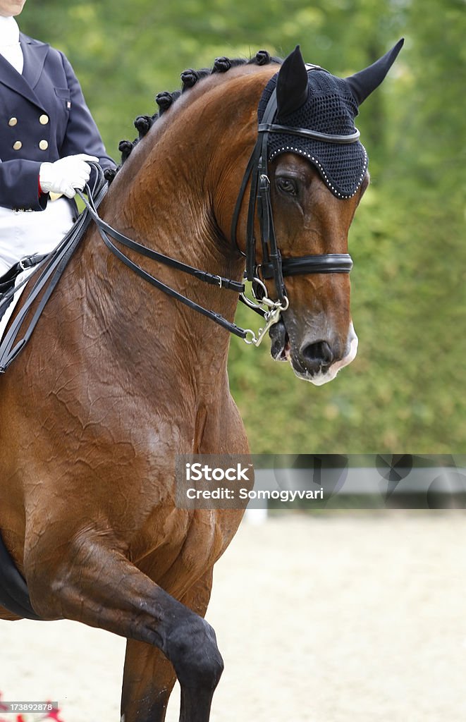 Dressage test A beautiful purebred dressage horse in full concentration and perfect harmony during a dressage test. Canon Eos 1D MarkIII. Please take a look at my other horse photos in my gallery! Dressage Stock Photo