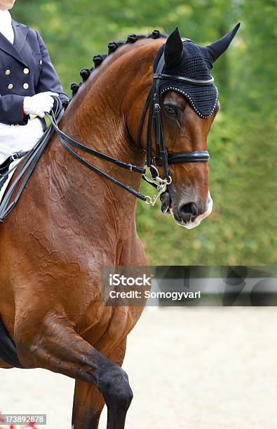 Dressage Test Stock Photo - Download Image Now - Dressage, Horse, Bridle