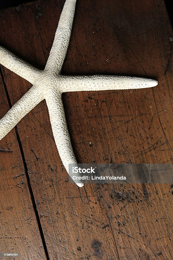 Starfish Close up of a starfish on a rustic wood background. Abstract Stock Photo